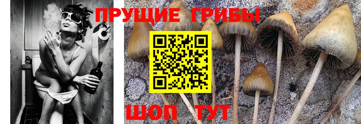 Псилоцибиновые грибы Magic Shrooms  Вход с VPN  Новороссийск 